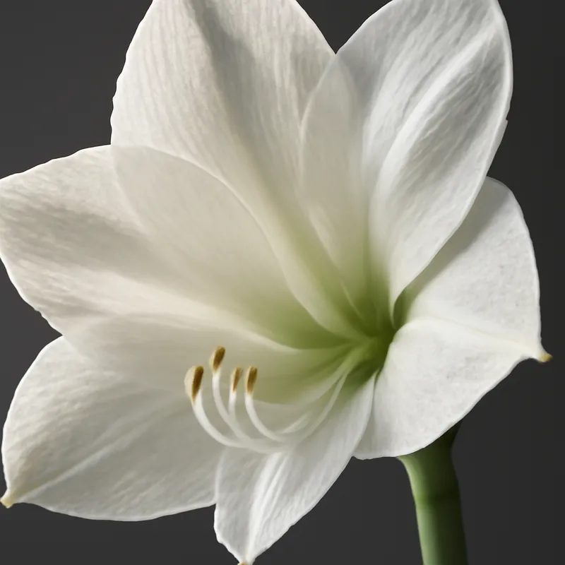 Amaryllis – hvid – billede 2