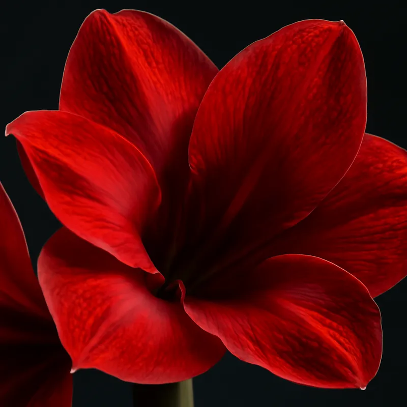 Amaryllis – klassisk – billede 2