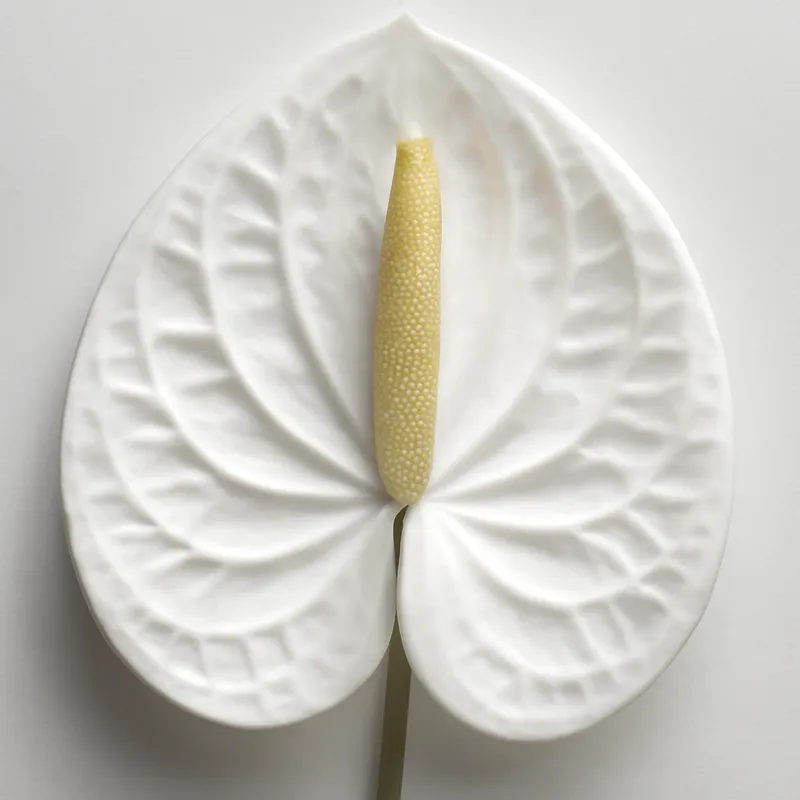 Anthurium (flamingoblomst) – hvid – billede 2