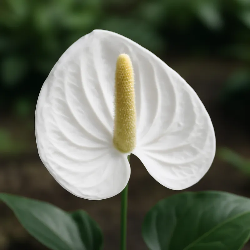 Anthurium (flamingoblomst) – hvid – billede 4