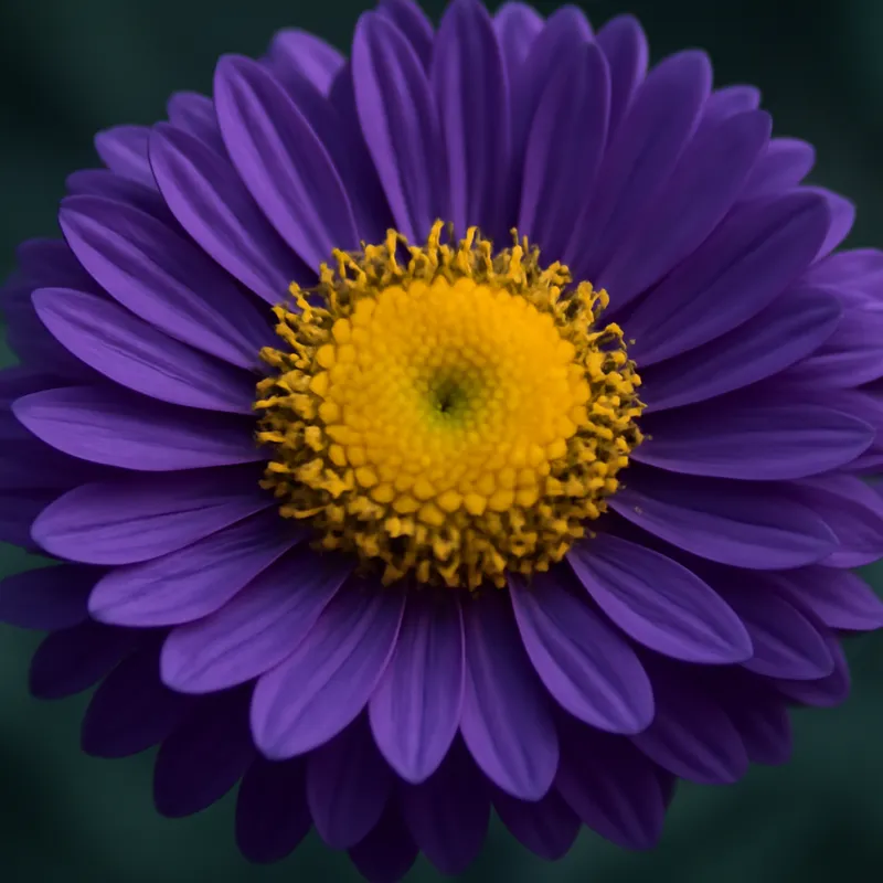 Aster – klassisk – billede 2