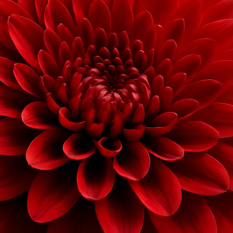 Aster – rød – billede 2
