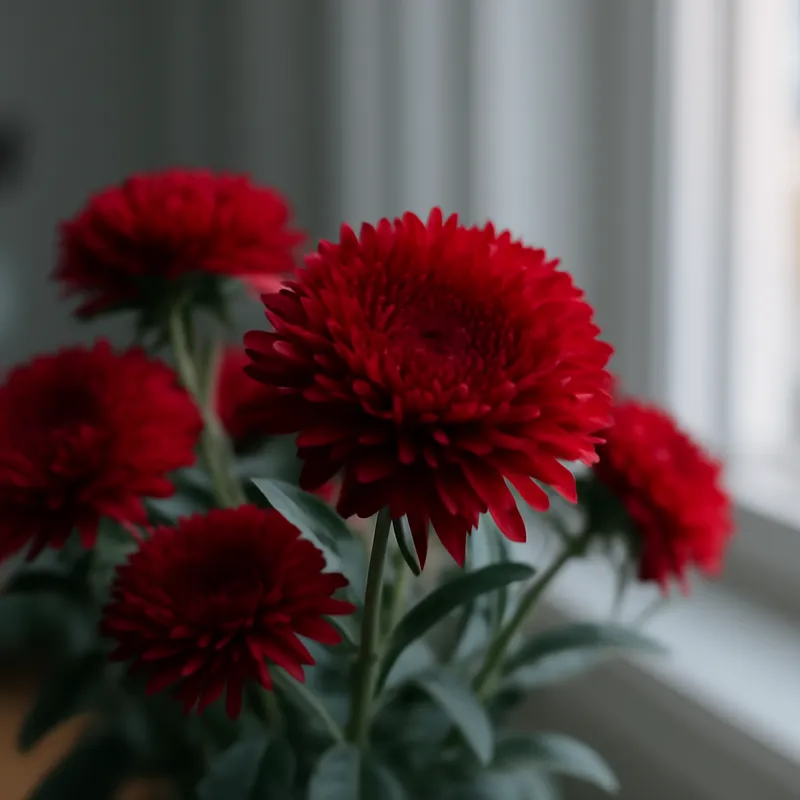 Aster – rød – billede 3