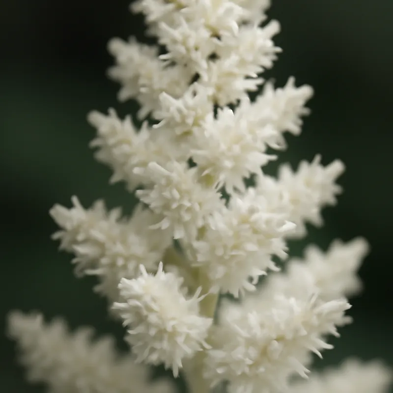 Astilbe – hvid – billede 2