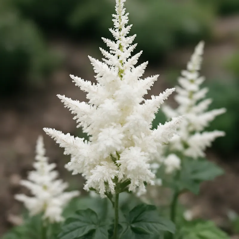 Astilbe – hvid – billede 4