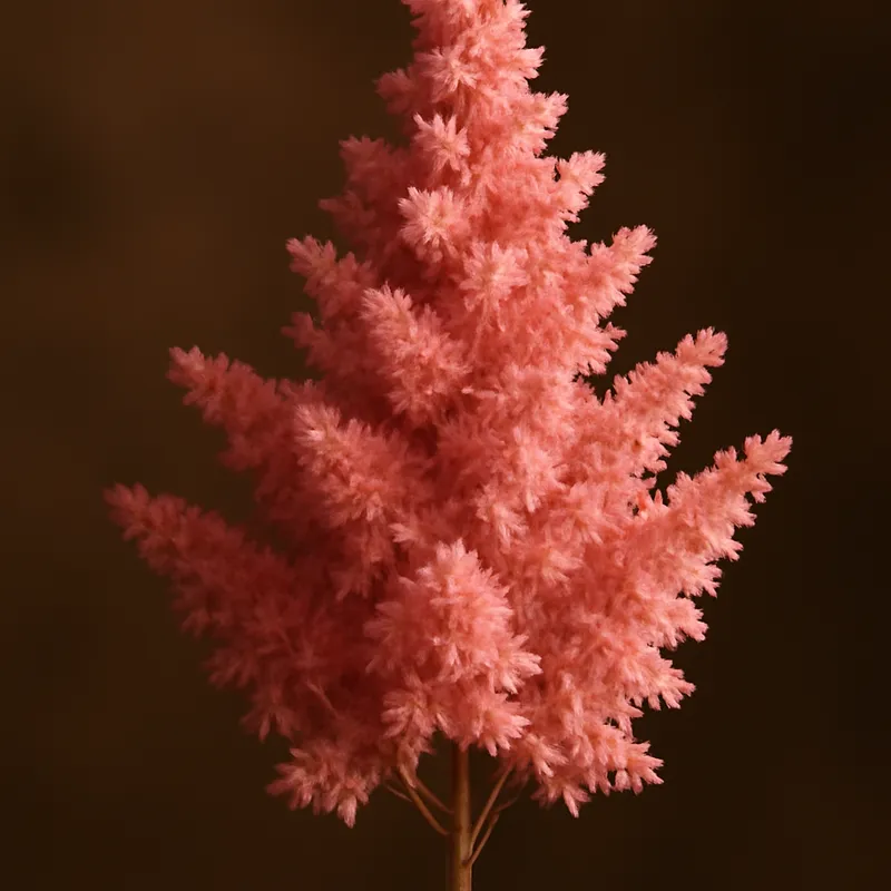 Astilbe – klassisk – billede 2