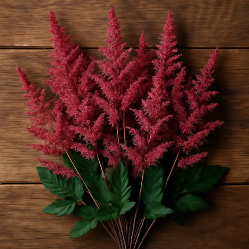 Astilbe – klassisk – billede 3