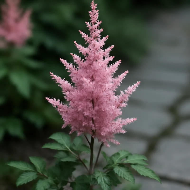 Astilbe – klassisk – billede 4