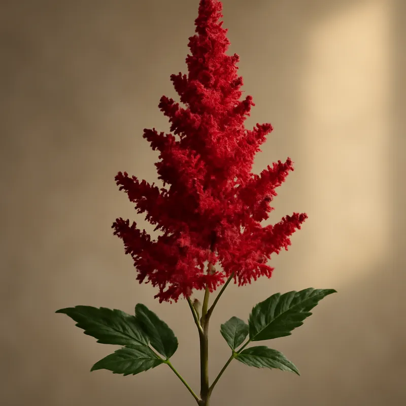 Astilbe – rød