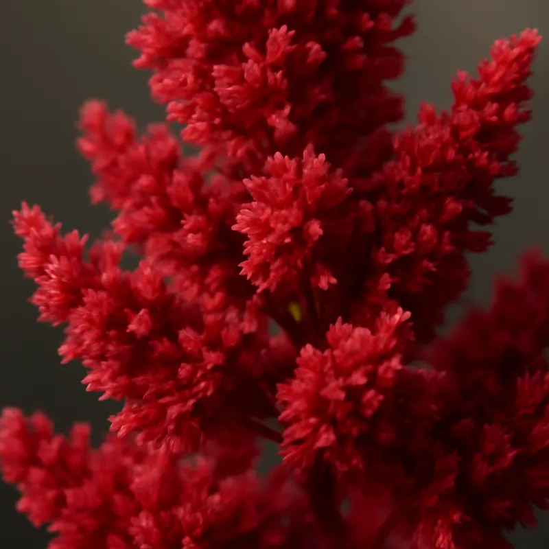 Astilbe – rød – billede 2