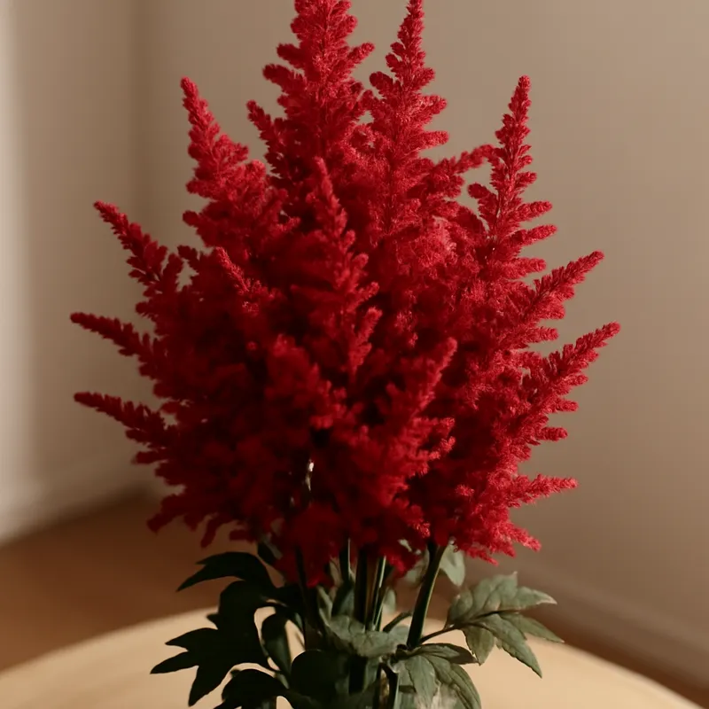 Astilbe – rød – billede 3