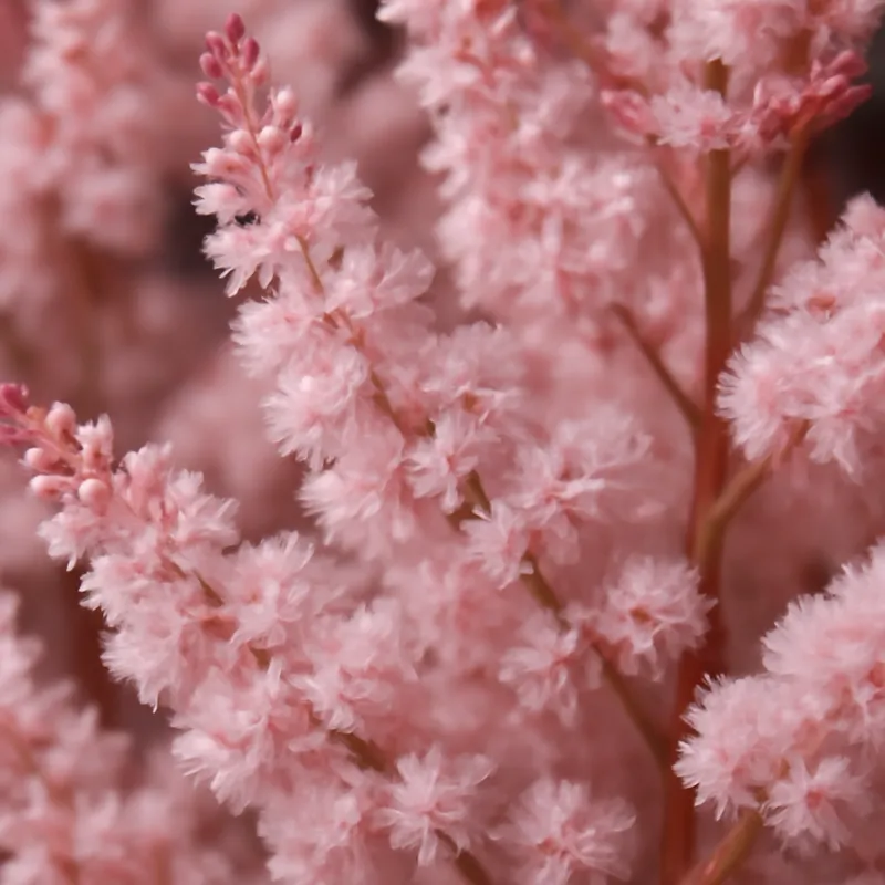 Astilbe – rosa – billede 2