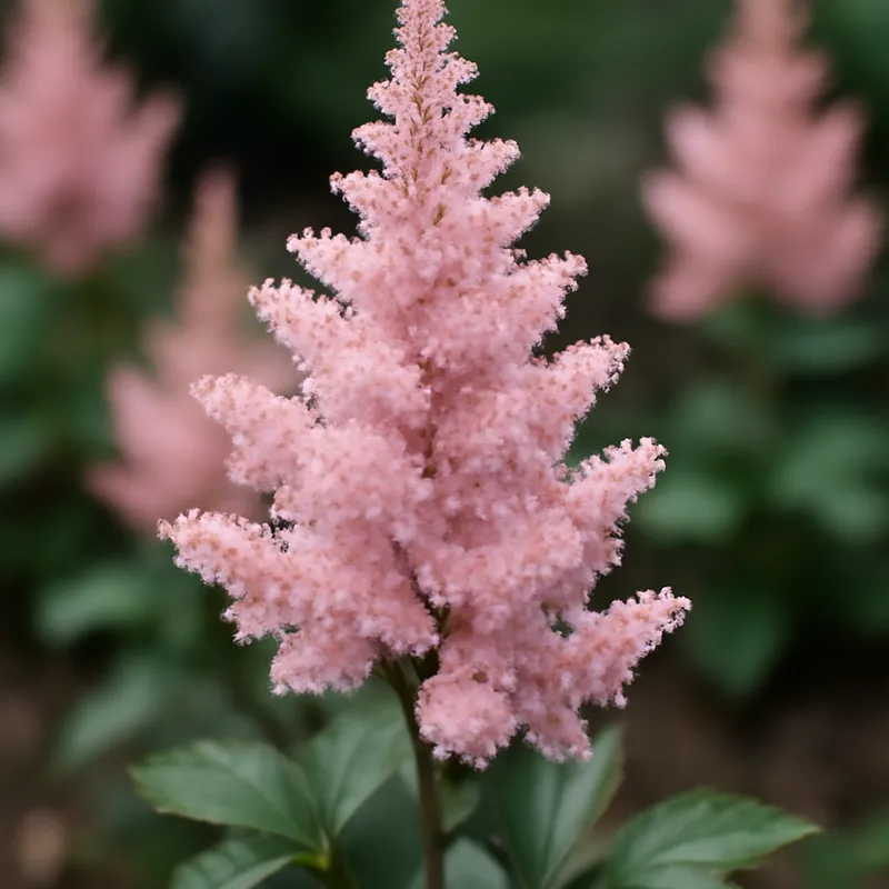 Astilbe – rosa – billede 4
