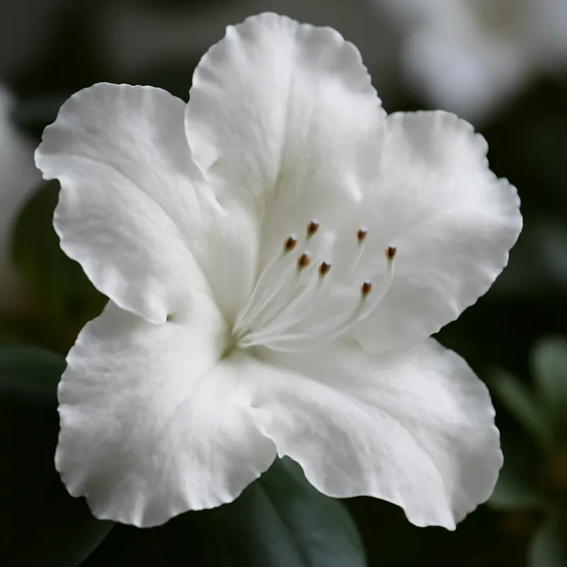 Azalea – hvid – billede 2