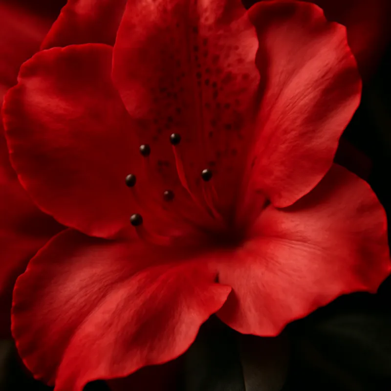 Azalea – rød – billede 2