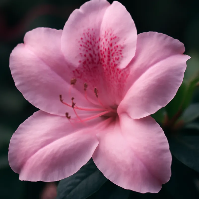 Azalea – rosa – billede 2