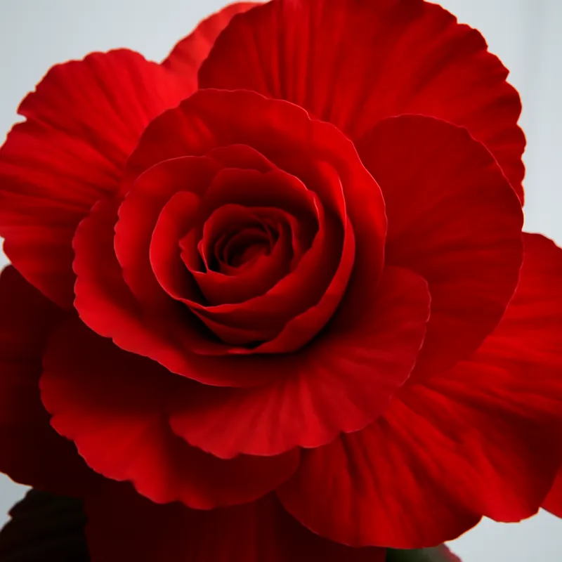 Begonia – rød – billede 2
