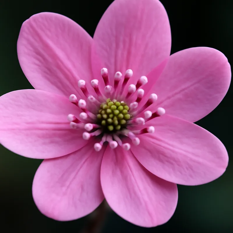 Blåveis – rosa – billede 2