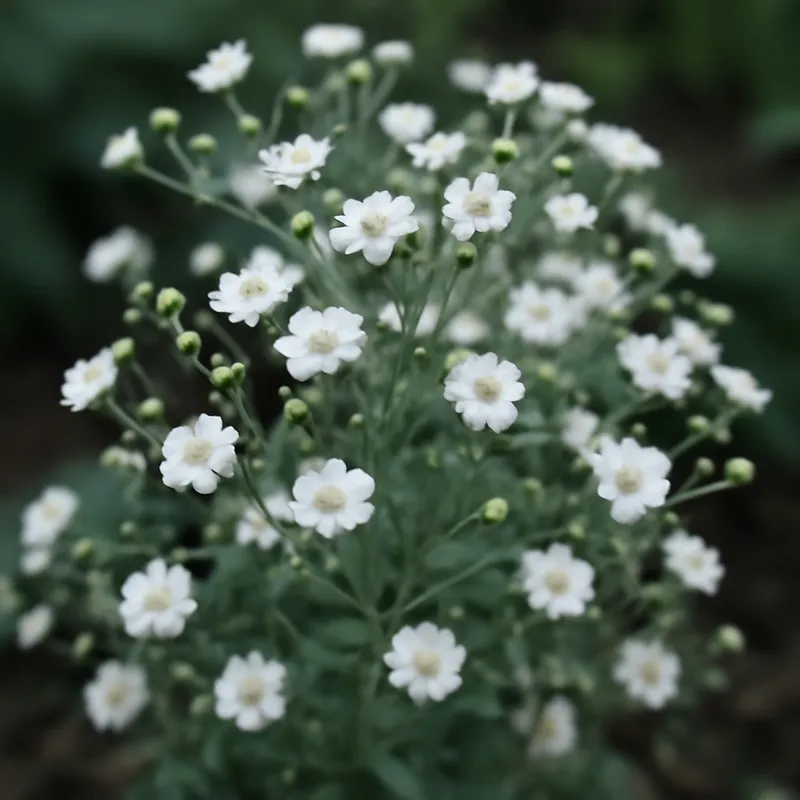 Brudslöja – klassisk – billede 4