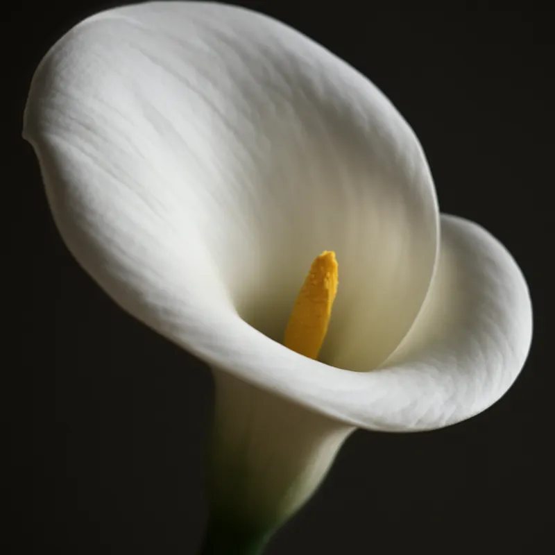 Kalle (calla) – hvid – billede 2