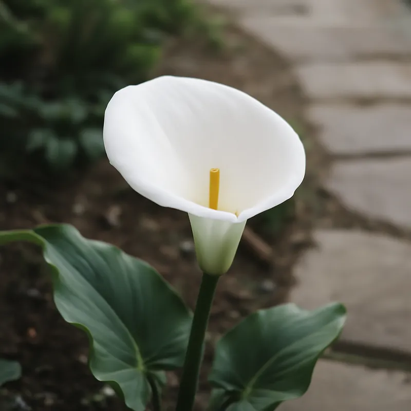 Kalle (calla) – hvid – billede 4