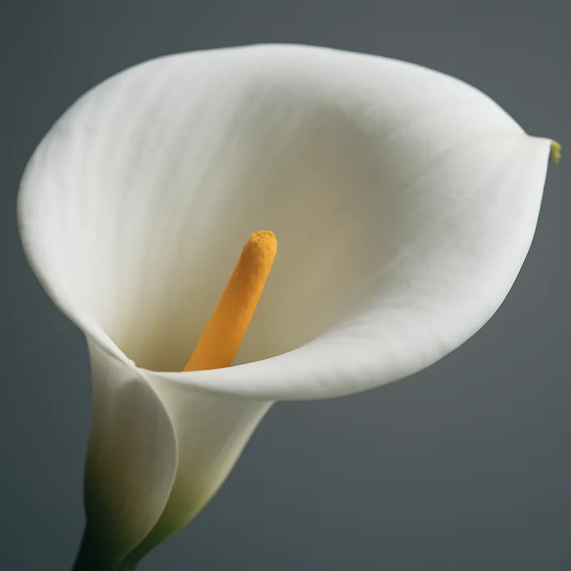 Kalle (calla) – klassisk – billede 2