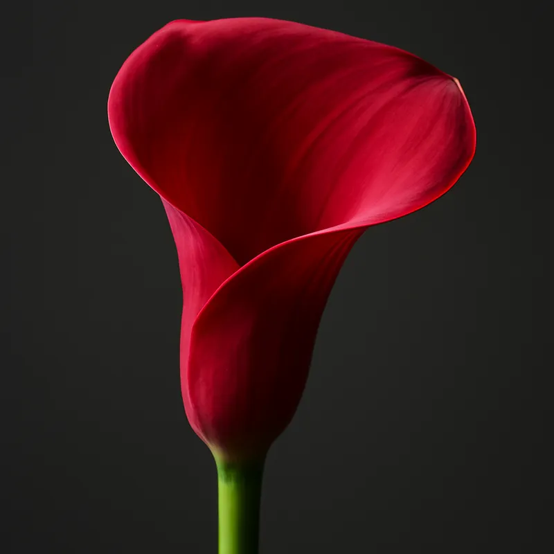 Kalle (calla) – rød