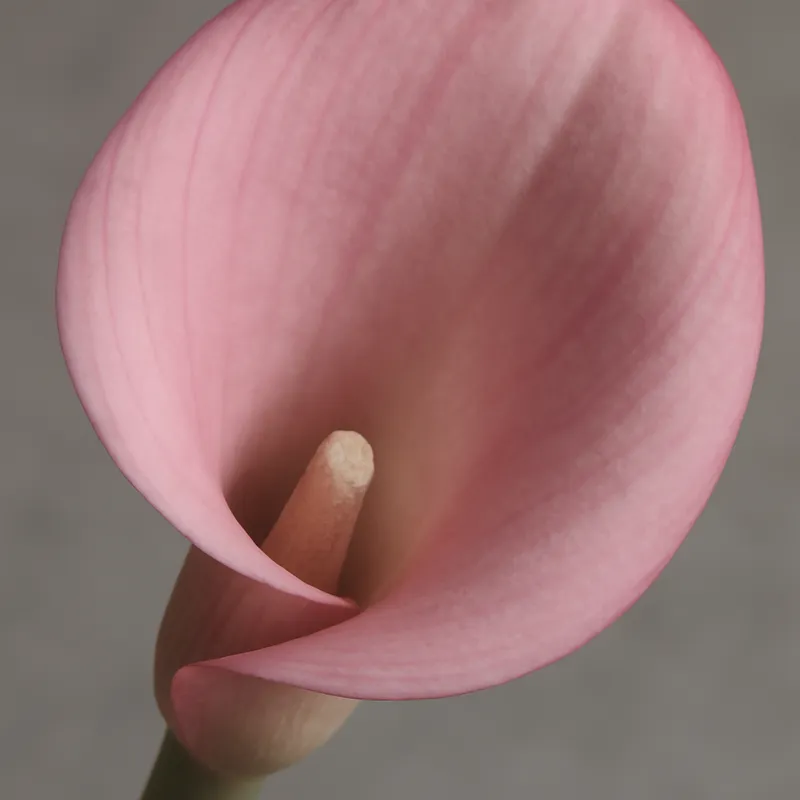 Kalle (calla) – rosa – billede 2