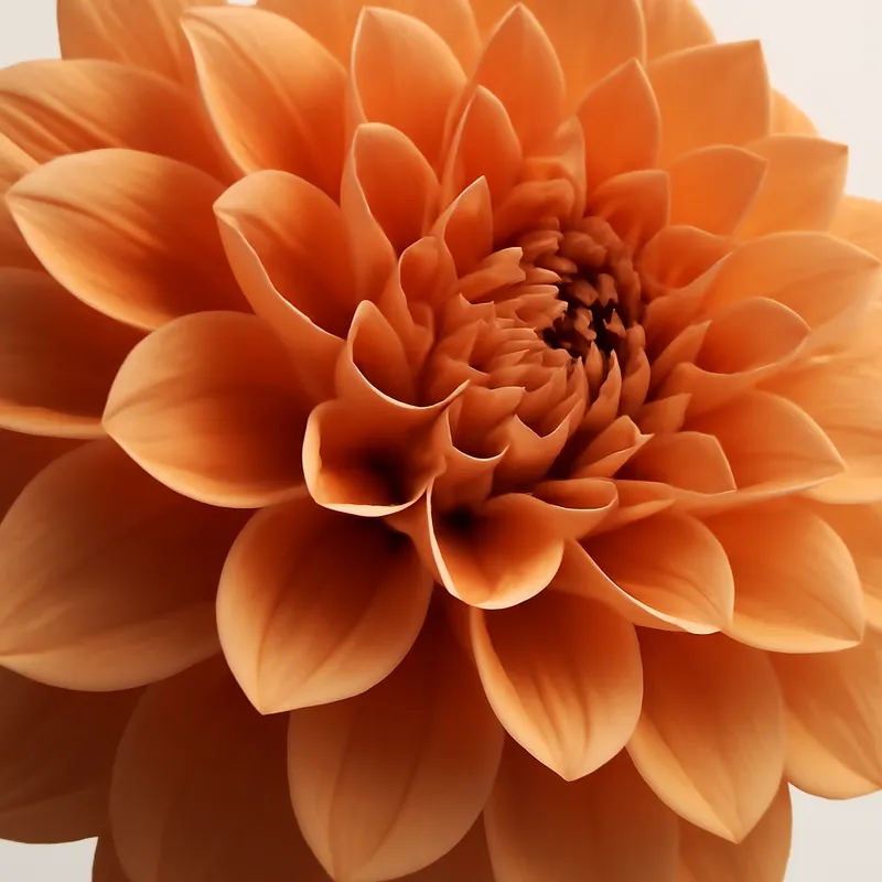 Dahlia – klassisk – billede 2