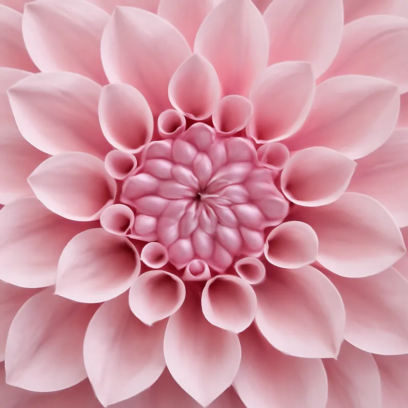 Dahlia – rosa – billede 2
