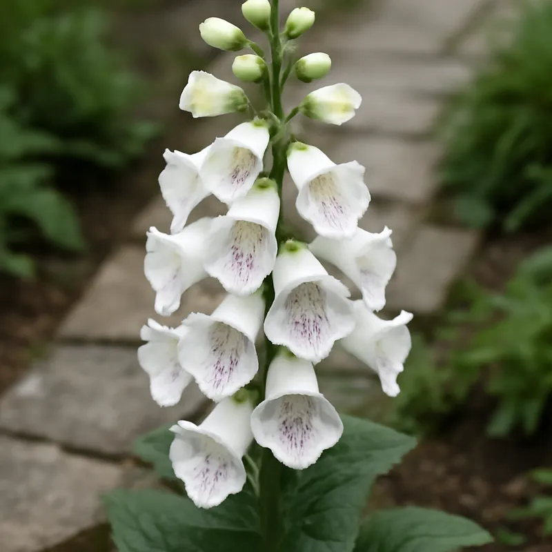 Fingerborgsblomst – hvid – billede 4