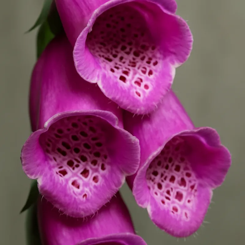 Fingerborgsblomst – klassisk – billede 2
