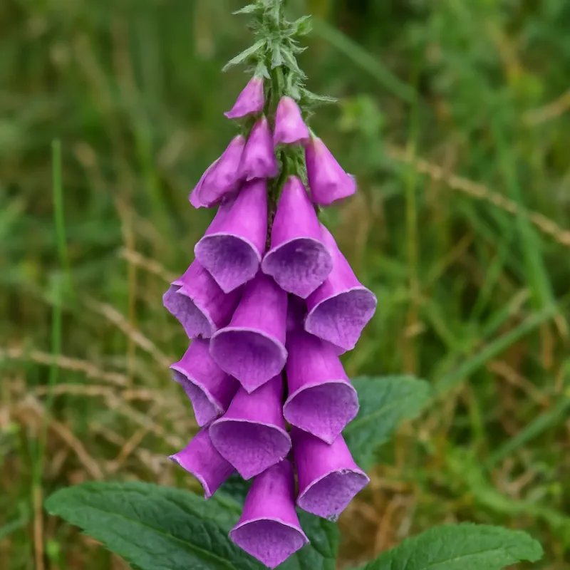 Fingerborgsblomst – klassisk – billede 4