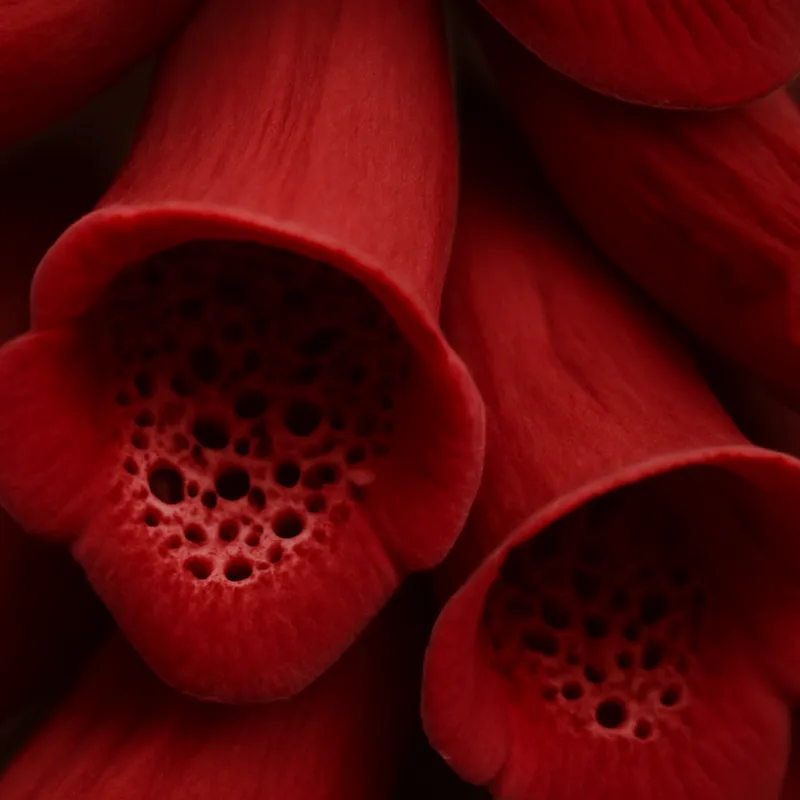 Fingerborgsblomst – rød – billede 2