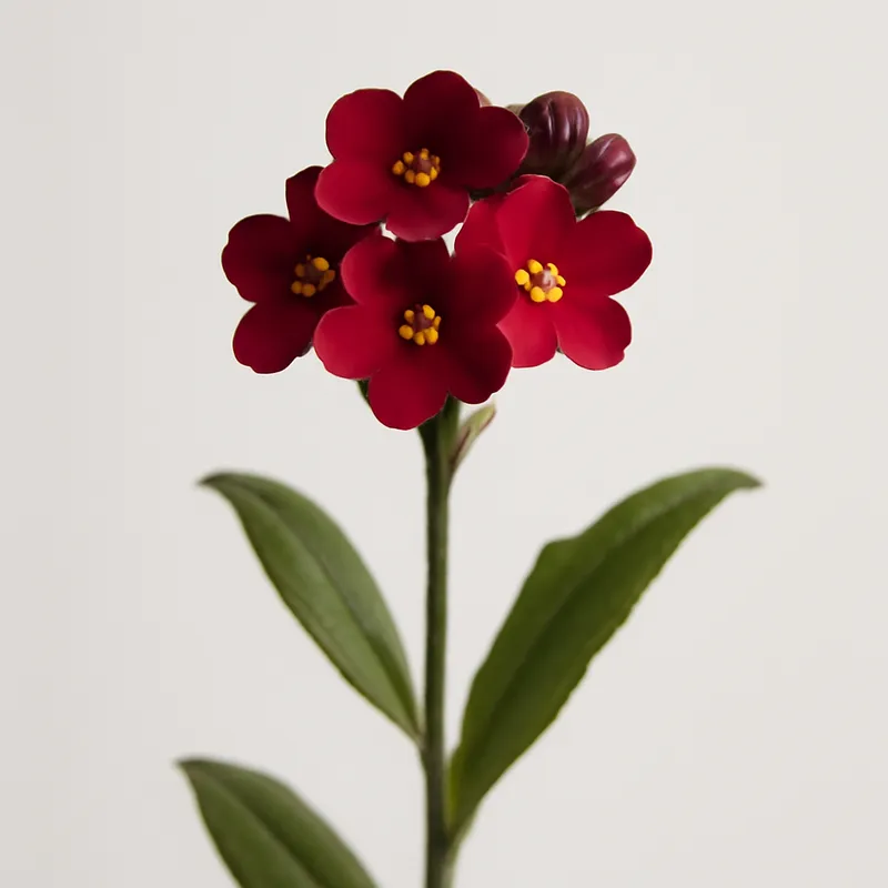 Förgätmigej – rød