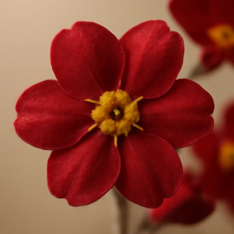 Förgätmigej – rød – billede 2