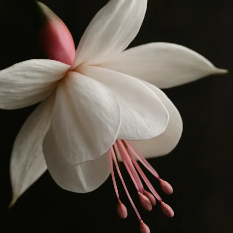 Fuchsia – hvid – billede 2