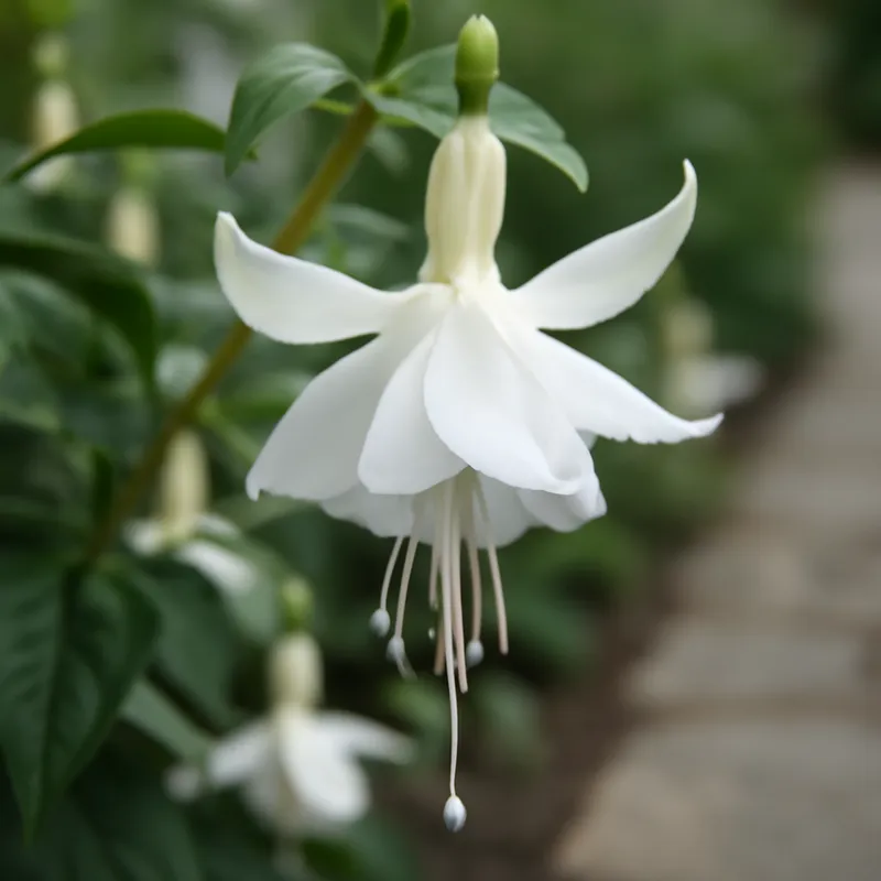 Fuchsia – hvid – billede 4