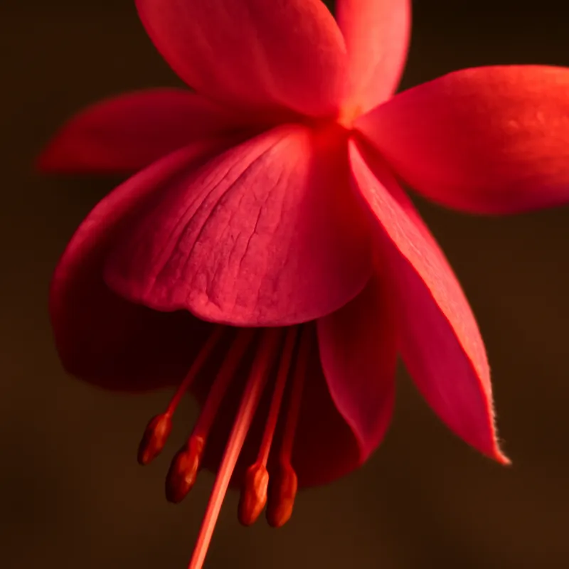 Fuchsia – klassisk – billede 2