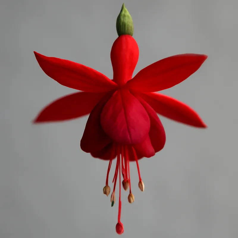 Fuchsia – rød
