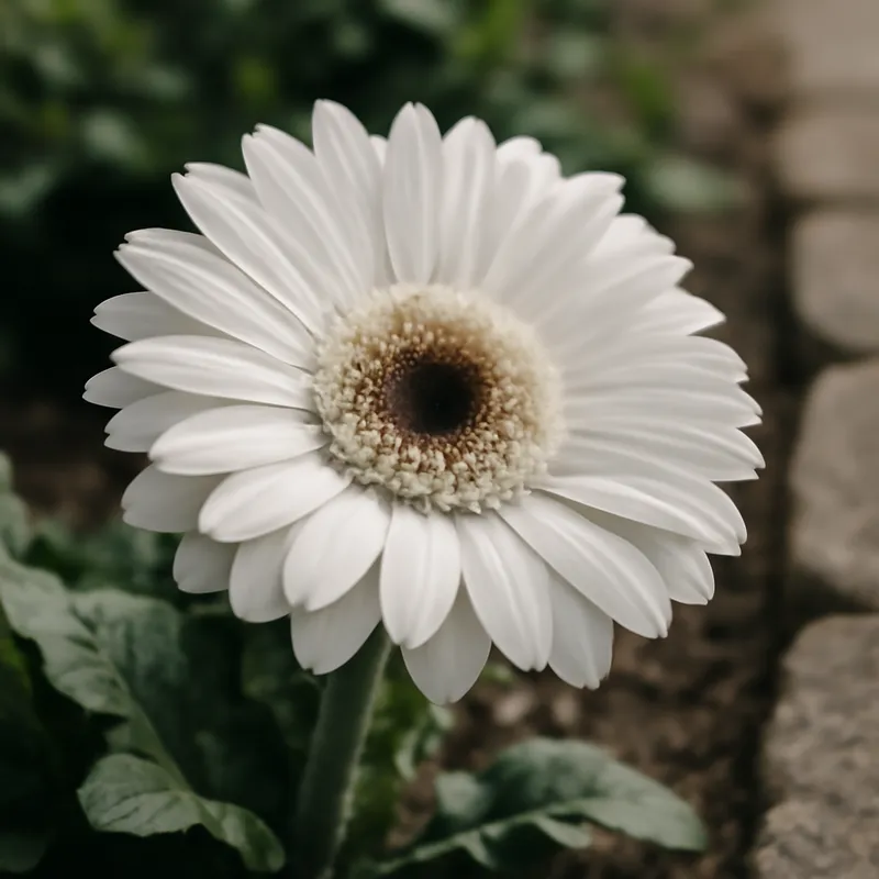 Gerbera – hvid – billede 4