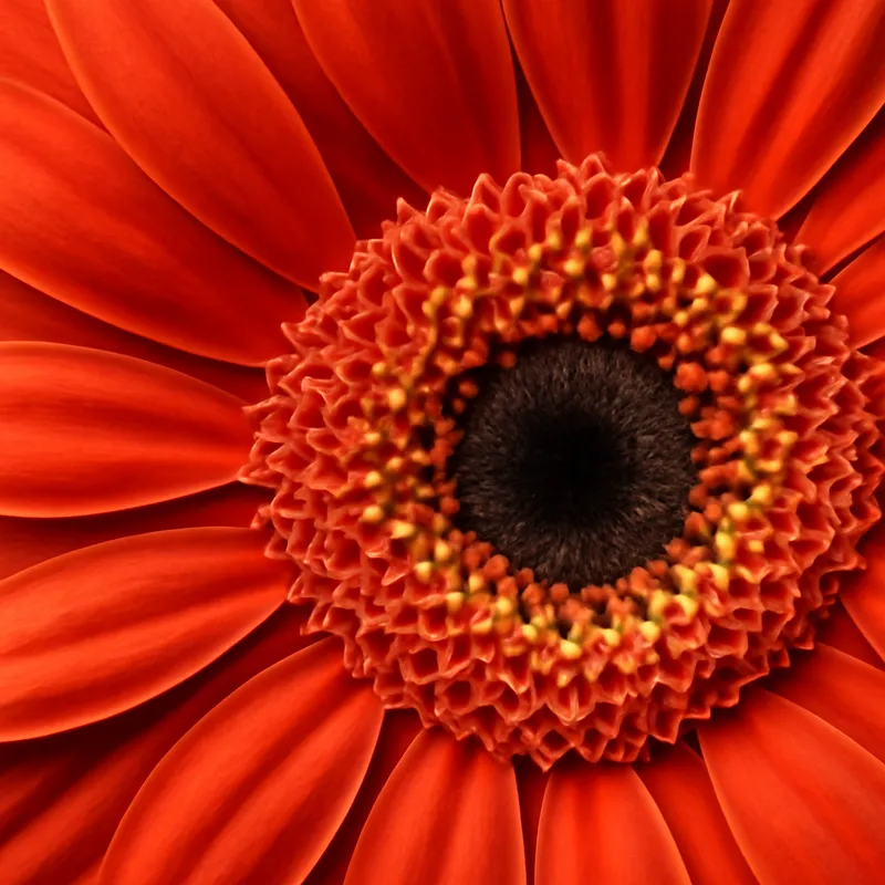 Gerbera – klassisk – billede 2