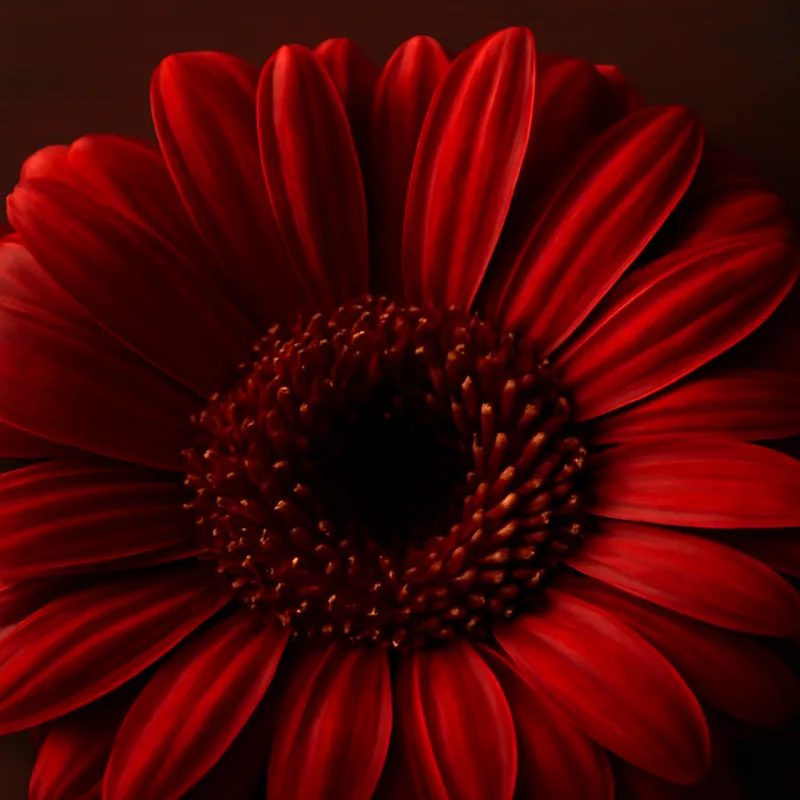 Gerbera – rød – billede 2