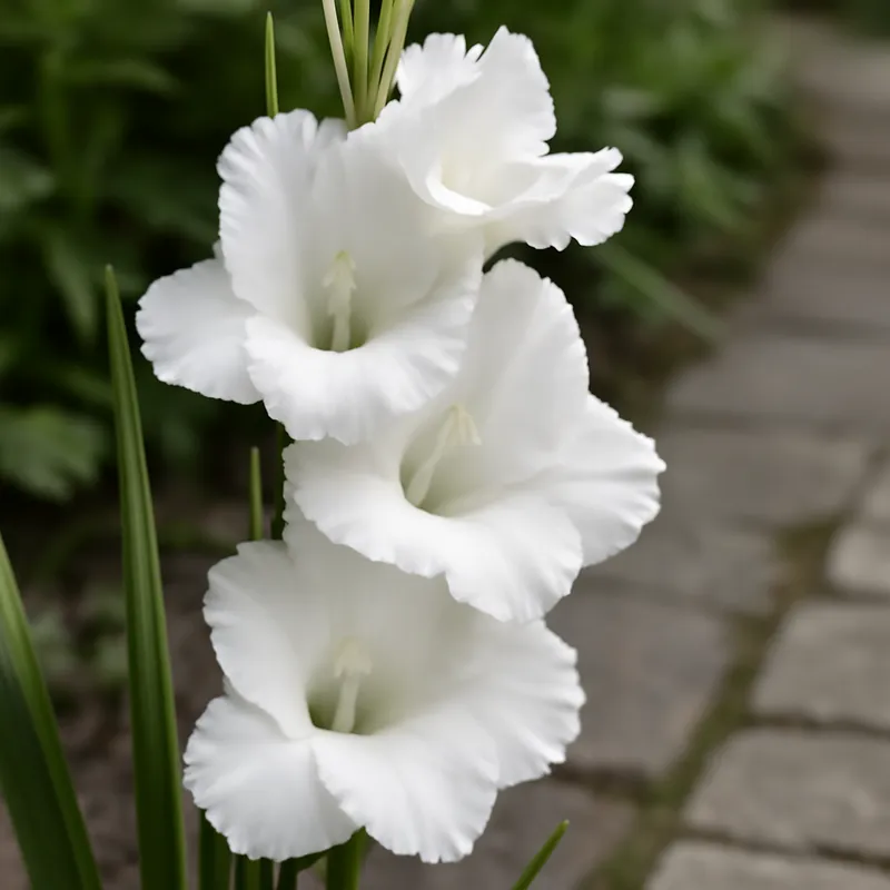 Gladiolus – hvid – billede 4