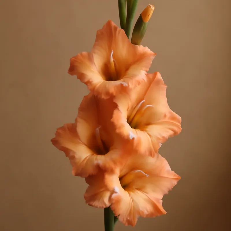 Gladiolus – klassisk