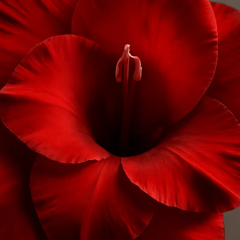 Gladiolus – rød – billede 2