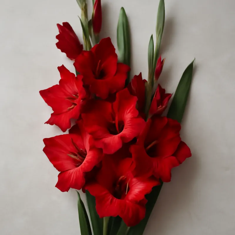 Gladiolus – rød – billede 3