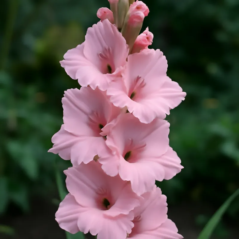 Gladiolus – rosa – billede 4