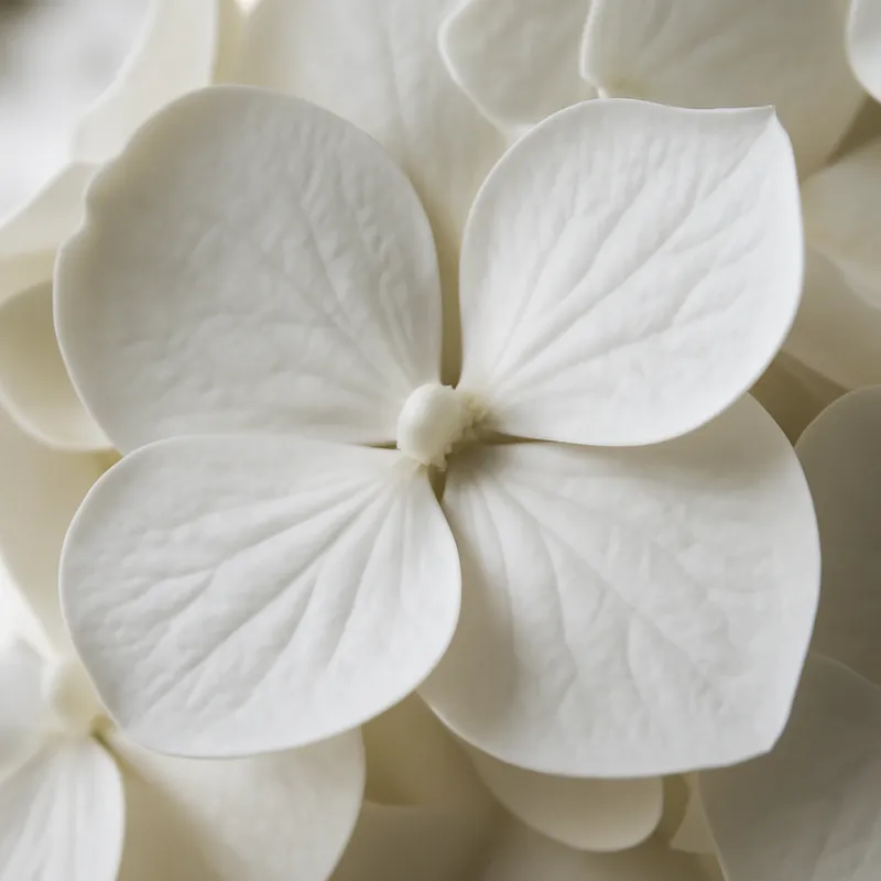 Hortensia – hvid – billede 2
