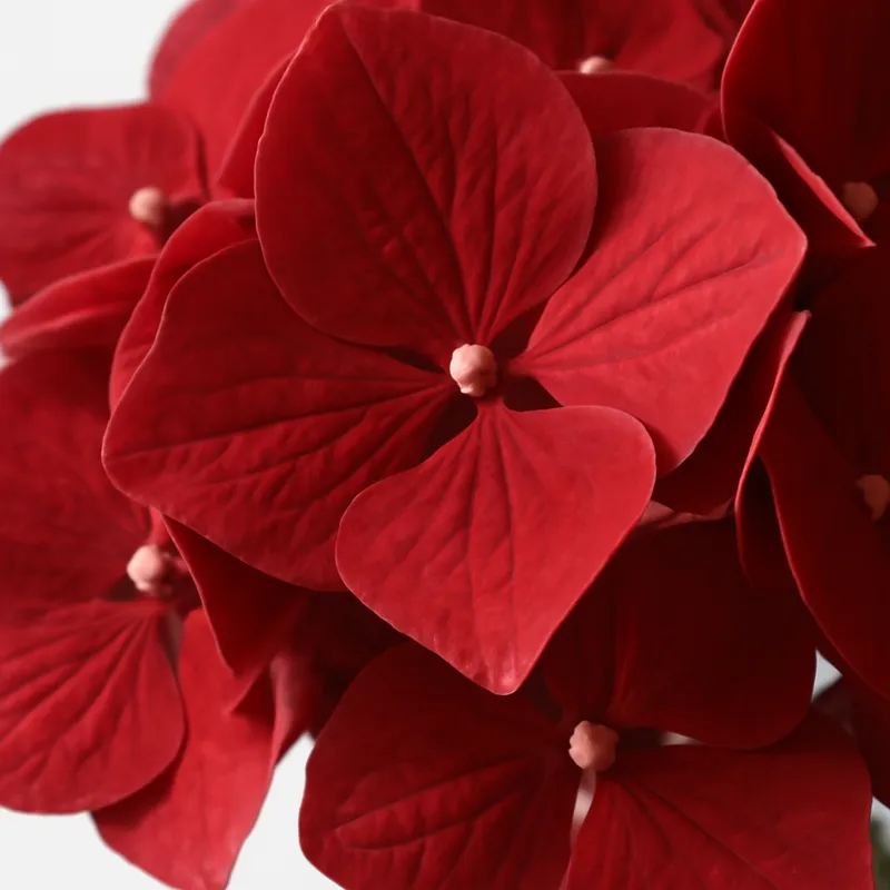 Hortensia – rød – billede 2